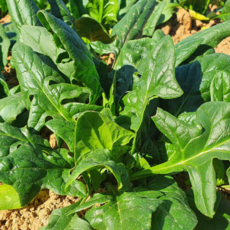 제주산 해풍 노지 시금치 1kg 겨울 제철 고당도 잎채소, 500g, 1