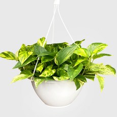 마이플랜트 스킨답서스 행잉플랜트, 1개