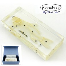LF-1102 표본물고기뼈 (밀봉형) nys+732JK