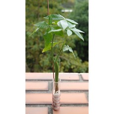 花樣渼栽 水耕發財樹 室內空氣淨化盆栽, 可掛吊發財樹(整組寄出)