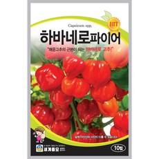 하바네로파이어 10립 / 고추 씨앗 종자 텃밭 채소 만생종 멕시코 원산, 1개