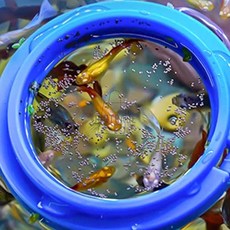 물고기 먹이주기틀 피딩트레이 구피밥주기