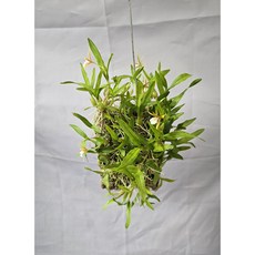 디네마 굴피부작 착생란 행잉 식물, 1개