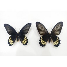 蟲新發現 - 蝴蝶標本A1 Atrophaneura priapus 成對 展翅10CM 印尼爪哇產, ♂未展翅乾貨