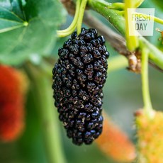 [프레시데이] 고창 오디 냉동 생과 상품, 1박스, 10Kg (과상2호)