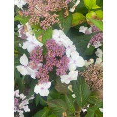 [농업의 신]차수국-하이드랜티아 월동가능 산수국 관상수 조경수 단맛나는 수국차 감로차 아마차, 1개, 1개입