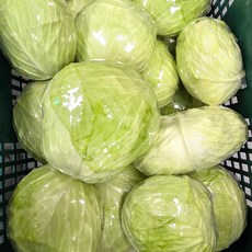 제주 양배추 신선 아삭 달고 맛있는 양배추, 3kg