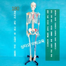 두개골 모형 인체 해부 전신 한의원 해골 뼈, A. 180cm 밴드 신경 부착근육시작밴드인대