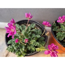 풍로초.빨강겹꽃, 1개