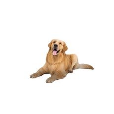 寵物專用墊子 防撕咬 大型犬適用 四季透氣吸濕, 10*20cm, 1個