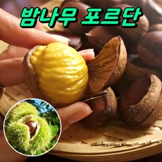 밤나무 포르단 수락밤 접목1년생 묘목, 1개, 상묘