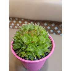 팅커벨 미니보초 능록, 1개