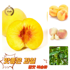 [굿피플] 고당도 천상의맛 햇복숭아 복숭아 하우스복숭아, 1박스, 털복숭아 4kg 20-26과 (딱딱이,황도,백도 랜덤)