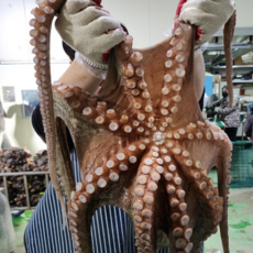 직송 국내산 활 문어 1마리 3kg 특대문어 제수용, 1개, 1kg 1마리