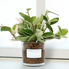 피오그린 천연 가습기 원통유리 하이드로볼 수경세트 공기정화식물 거실인테리어, 1개, 24 호야