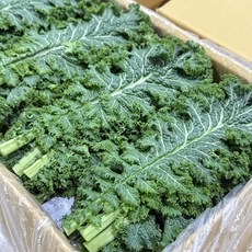 농진사 청겨자 겨자 국내산 특품, 2kg, 1개