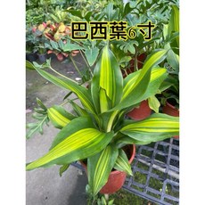 霏霏園藝 巴西鐵樹盆栽