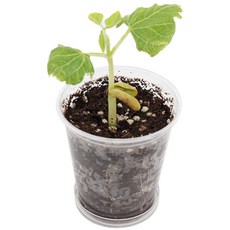 5인세트 강낭콩 기르기 유치원 어린이집 식목일 성취감 성장과정 유아 교과서실험