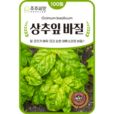 주주씨앗 상추잎바질 씨앗 100립 레투스리프바질 상추크기 바실 허브 종자 허브씨 씨앗몰, 1개