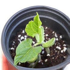 사이언샵 강낭콩키우기 강낭콩키우기 강낭콩재배세트(1인세트)