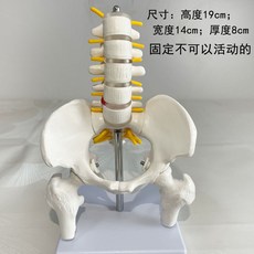 골반 모형 인체 해부도 요추 교육용 뼈 해부학 실험 대퇴부 고관절 엉덩이, A.베이스가있는골반(고정버전)