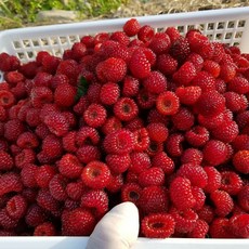 [당일발송] 산딸기 500g 1kg 2kg 제철 냉동 생산딸기 포항 장기 청도 라즈베리 raspberry 효능 농장, 1개, [급랭]소분형 500g (250g x 2팩)