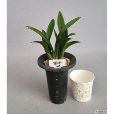 달마 4촉 명품 동양난 고급난 희귀난 동양란 그린난농원, 1개