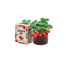 키미노몰 꽃 과일 키우기 미니화분 키트, 1세트, 딸기