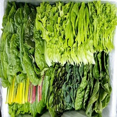 무농약 친환경 수경재배 쌈채소 샐러드채소(500g), 500g, 1개