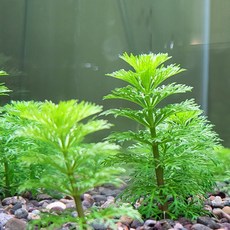 (수초하이 ) 검역 필요없는 건강하고 튼튼한 암브리아 5 7 9 15 촉 이끼 달팽이 없음 10cm 이상