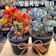 [방울복랑+염좌] 공기정화 인테리어 하트 선인장 미니 예쁜다육 이쁜다육