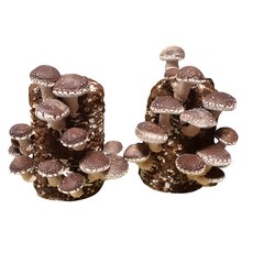 솔송고버섯 대관령송고버섯 버섯키우기 버섯재배키트 버섯배지 표고버섯 재배키트 [2 개 1세트], 1개, 1.2kg