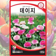 세계종묘 데이지 씨앗 300립 혼합종 데이지 꽃씨 종자, 1개
