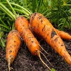 국내산 26년 흙 당근 2kg 5kg 10kg 20kg 왕당근, 1박스