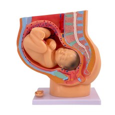 단계별 태아분리기능 보건교육해부모형 태아발육모형