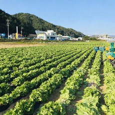 양상추 6수/12수 신선한 양상추 쌈채소 샐러드채소, 벌크 6수