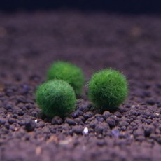마리모 약 2cm 사이즈 새우놀이터 마리모 키우기, 1개