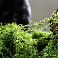 臺灣出貨 仿真草坪 仿真苔蘚裝飾綠植家庭園藝景觀 綠地高仿真庭院婚慶微觀造景草坪, 淺綠 【仿真苔蘚】,500g【約1.6平】, 1個