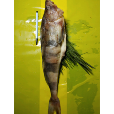 다원 임연수 특왕자반솔잎(간절이) 450g~550g, 1개