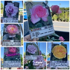 霏霏園藝 慢性玫瑰 爬藤類玫瑰 一棵特價600元 可選顏色 6吋盆 高度70公分 滿天星, 各玫瑰可以選有貨就可以寄出