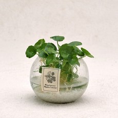 가꾸지오 수경식물 물방울글라스 16종 DIY SET, 물방울글라스-워터코인, 1개