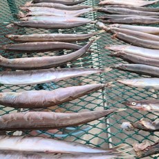 (선주직송) 햇 양미리 반건조 당일조업 양미리 생물 깔끔포장 강릉 사천 주문진, 1박스, 아침에잡은 생물 양미리 2kg