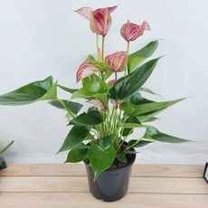 안시리움 대품 리비움 안시리움생화 꽃화분 줄무늬안시리움, 1개