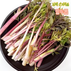 트렌트 산지직송 국내산 땅두릅 제철 봄나물, 1박스, 500g