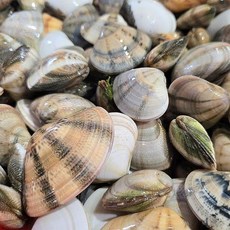 동해안 자연산 비단조개 특대 1kg (30미 내외) x 2개