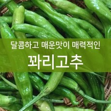 달콤하고 매운맛이 매력적인 꽈리고추 상 (4kg), 1박스