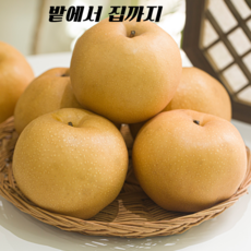 [밭에서 집까지]전남 나주배 꿀당도 12brix이상 당도보장 산지직송 가정용 3kg 5kg, 1박스, 가정용 나주배 3kg (4~7과)
