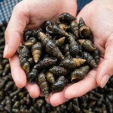 당일채취 선별 국산 생다슬기 1kg 특품 강원도 영월평창 자연산 생다슬기 올갱이 고디, 1개