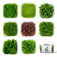 초보수초 양 많고 키우기 쉬운 40종 농약 벌레없는 랜덤 무균수초, 1개