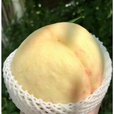 향과 당도가 좋은 겨울 복숭아 백도 설아 복숭아 5~7개입, 1개, 2kg